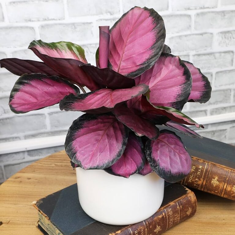 Calathea Couture: The Elegant World of Designer Houseplants