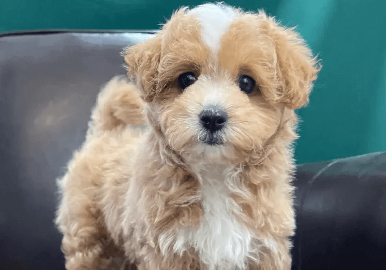 Maltipoo Puppies for Sale Near Me: Finding Your Perfect Furry Friend